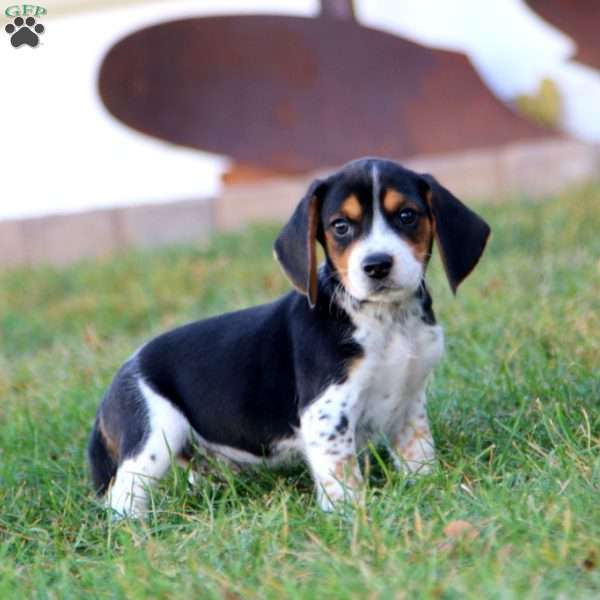 Kit Kat, Beagle Puppy