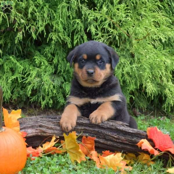 Knight, Rottweiler Puppy