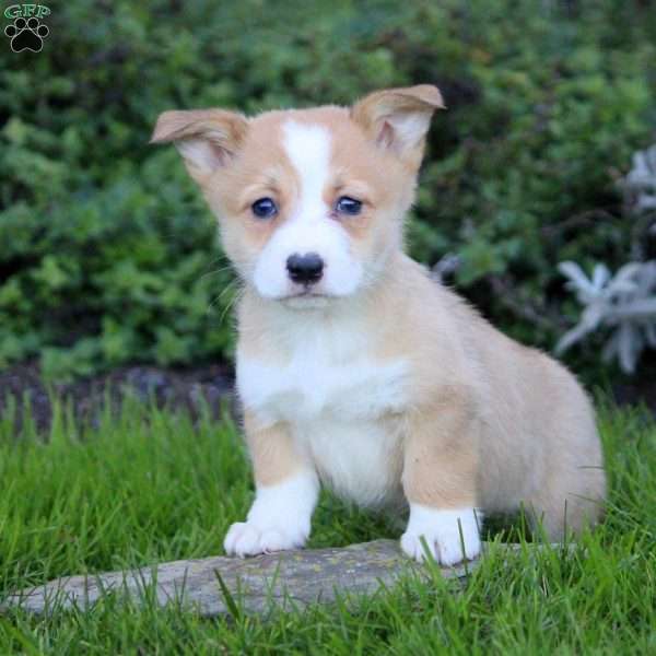 Knox, Pembroke Welsh Corgi Puppy