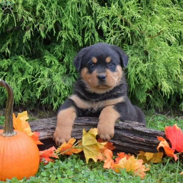 Kodiak, Rottweiler Puppy