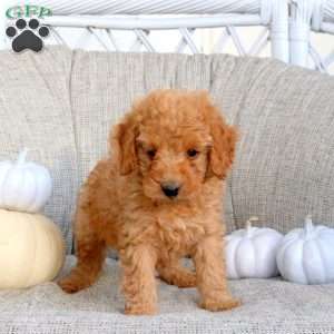 Kody, Miniature Poodle Puppy