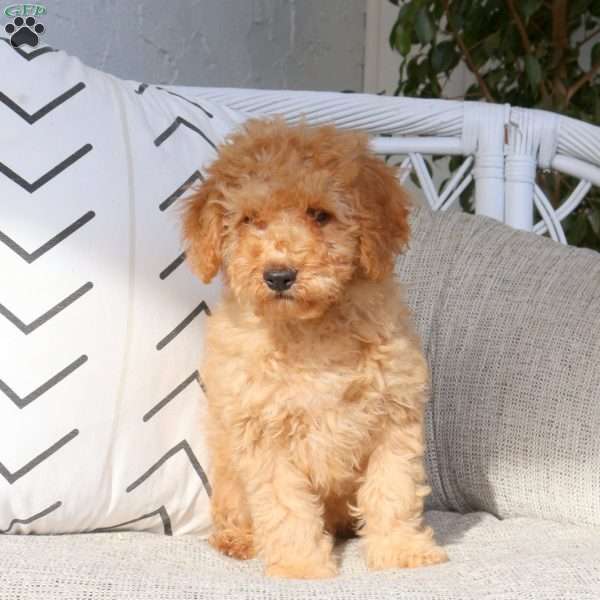 Kody, Miniature Poodle Puppy