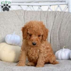 Kody, Miniature Poodle Puppy