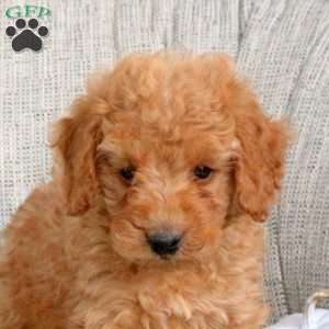 Kody, Miniature Poodle Puppy