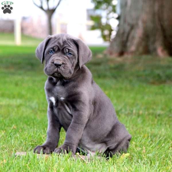 Kody, Cane Corso Puppy