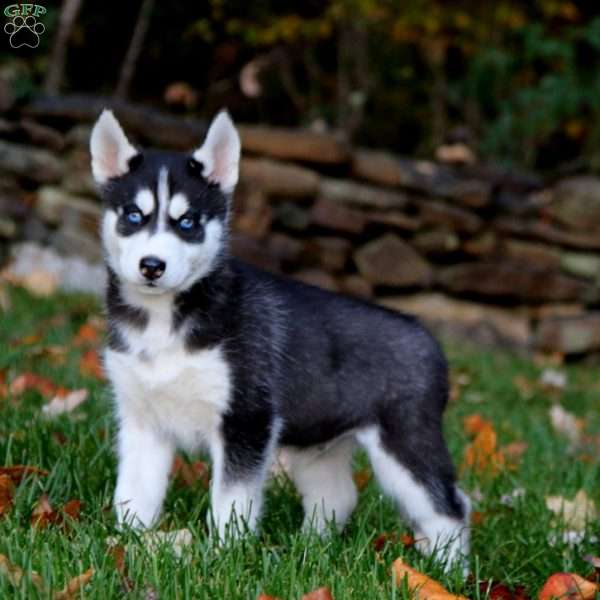 Kody, Siberian Husky Puppy