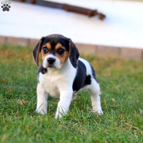 Kody, Beagle Puppy