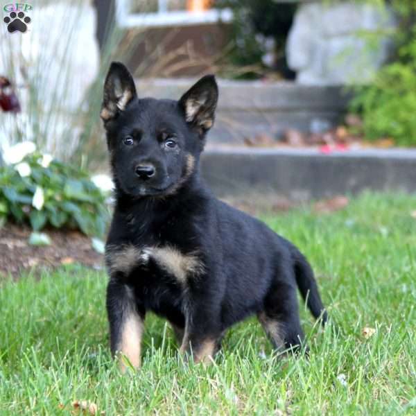 Kody, German Shepherd Puppy