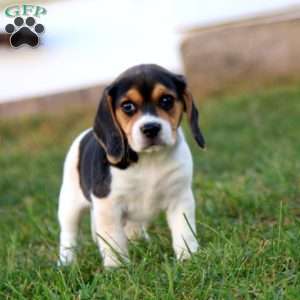 Kody, Beagle Puppy