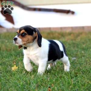 Kody, Beagle Puppy