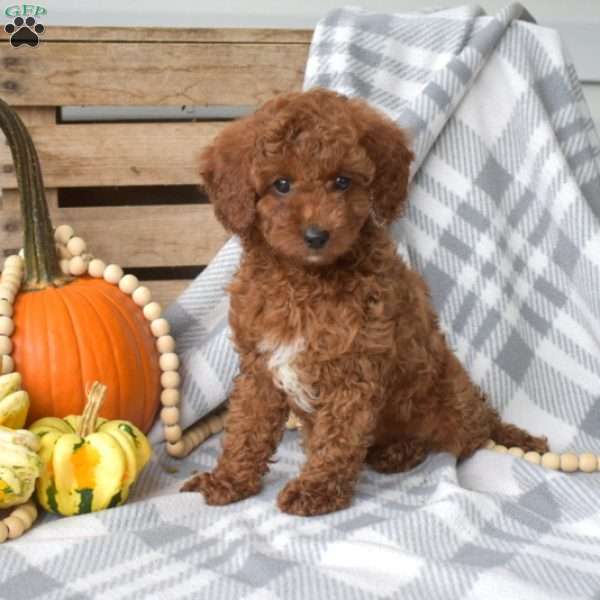 Koko-F1BB, Cavapoo Puppy