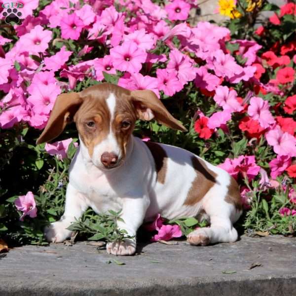 Kolby, Dachshund Puppy