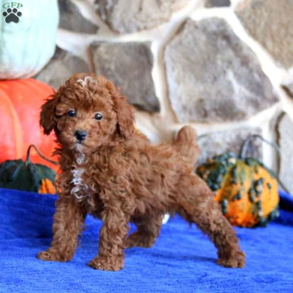 Kolby, Toy Poodle Puppy