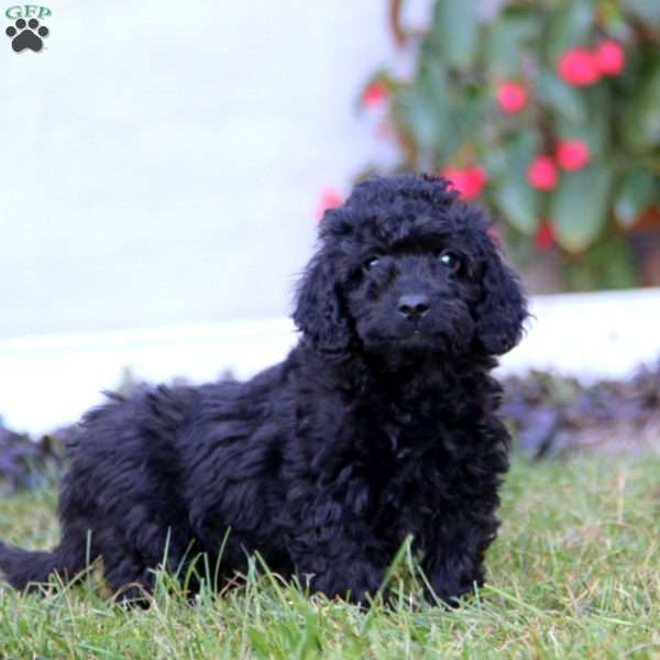 Kolby, Mini Labradoodle Puppy