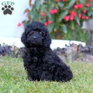 Kolby, Mini Labradoodle Puppy