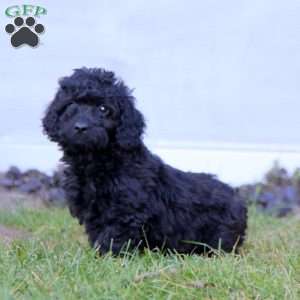 Kolby, Mini Labradoodle Puppy