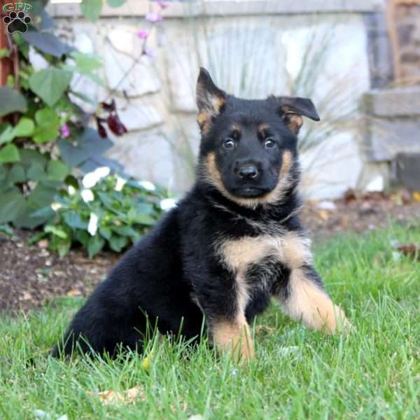 Kolton, German Shepherd Puppy