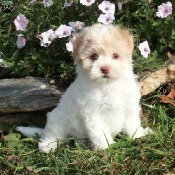 Krissy, Havanese Puppy