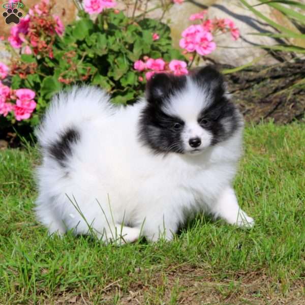 Krissy, Pomeranian Puppy