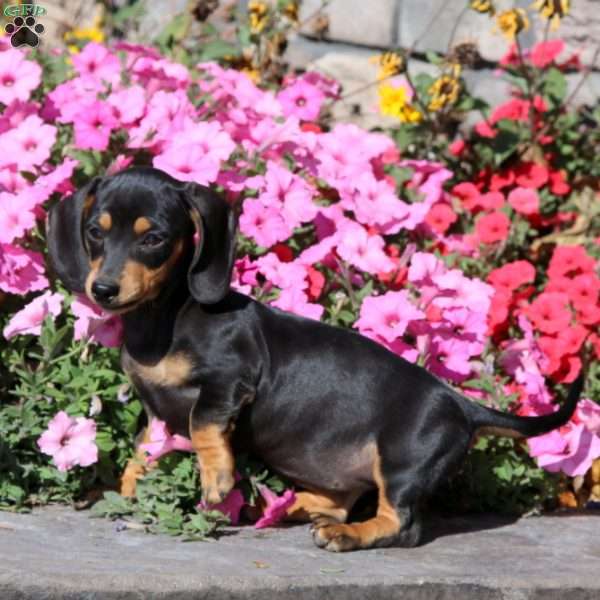 Krissy, Dachshund Puppy