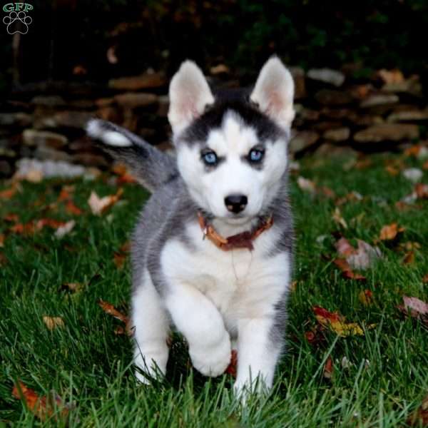 Krissy, Siberian Husky Puppy