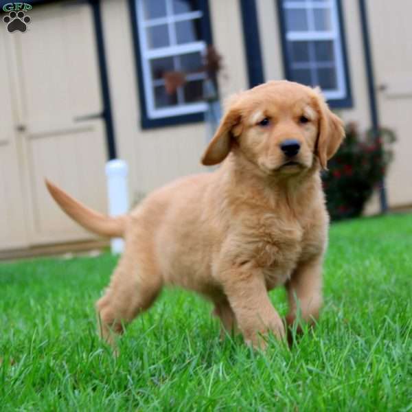 Krissy, Golden Retriever Puppy