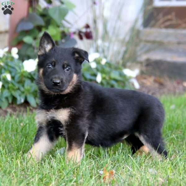 Krystal, German Shepherd Puppy