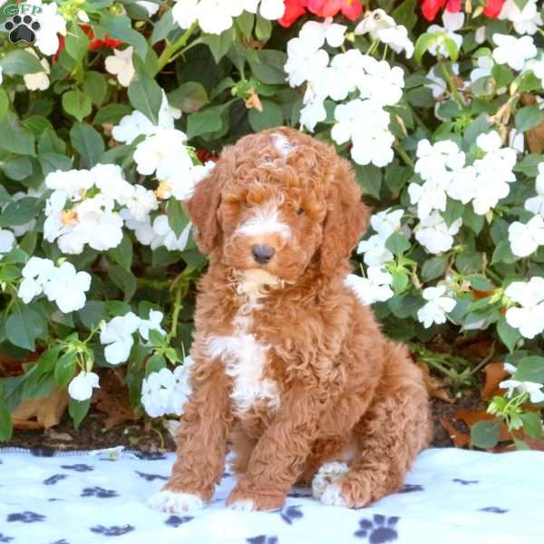 Kurt, Miniature Poodle Puppy