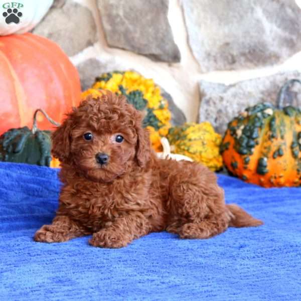 Kutie, Toy Poodle Puppy