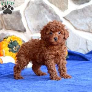 Kutie, Toy Poodle Puppy