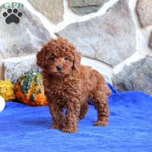 Kutie, Toy Poodle Puppy