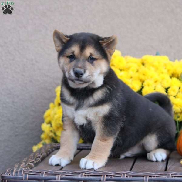 Kylan, Shiba Inu Puppy