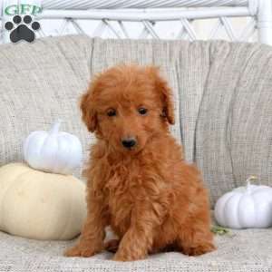 Kyle, Miniature Poodle Puppy