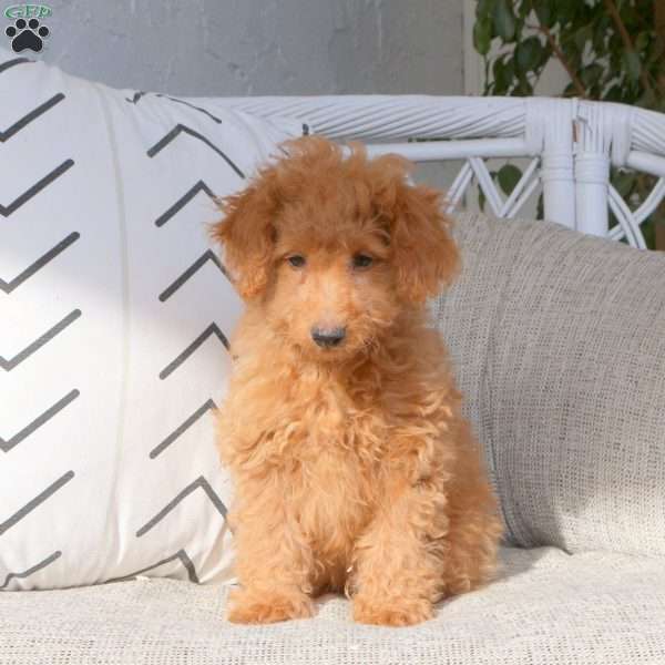 Kyle, Miniature Poodle Puppy