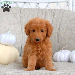 Kyle, Miniature Poodle Puppy