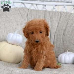 Kyle, Miniature Poodle Puppy