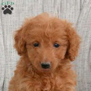 Kyle, Miniature Poodle Puppy