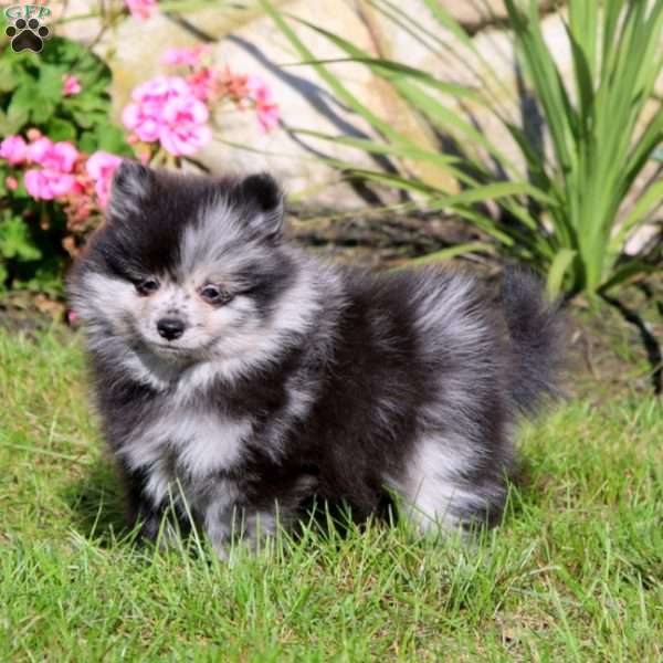 Kyle, Pomeranian Puppy