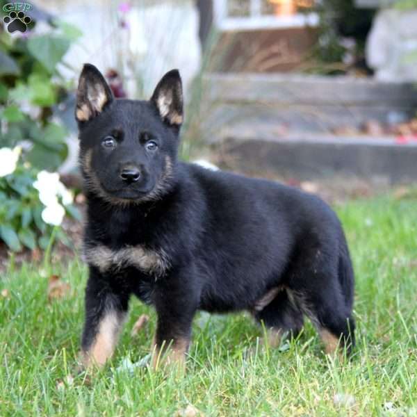 Kyle, German Shepherd Puppy