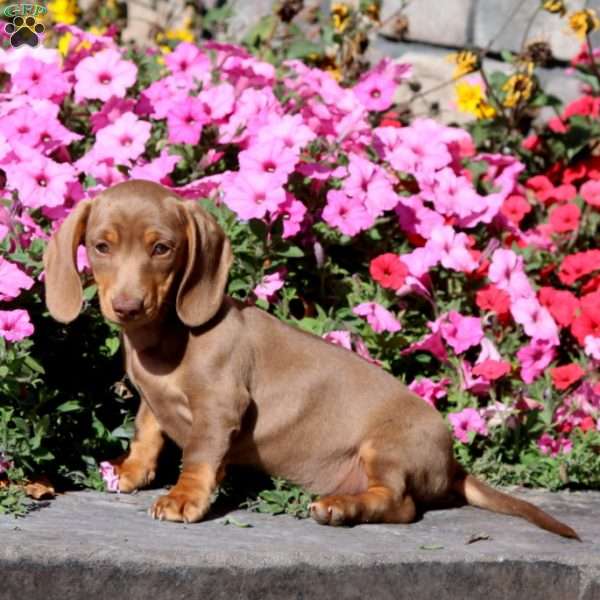 Kyle, Dachshund Puppy