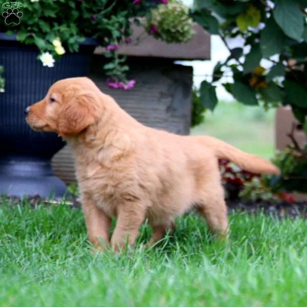 Kyle, Golden Retriever Puppy