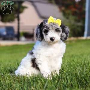 Kylie, Standard Poodle Puppy