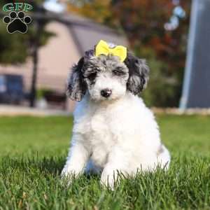 Kylie, Standard Poodle Puppy