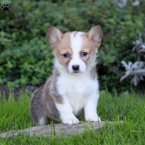 Kylie, Pembroke Welsh Corgi Puppy