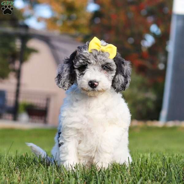 Kylie, Standard Poodle Puppy