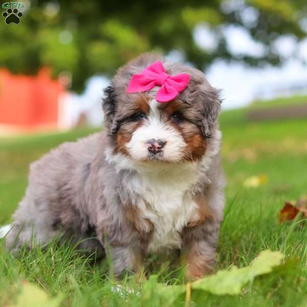 Lacey, Mini Bernedoodle Puppy