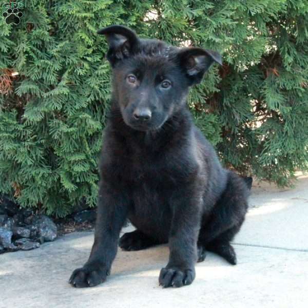 Lacey, German Shepherd Puppy