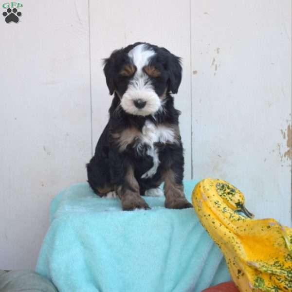 Lacy, Mini Bernedoodle Puppy