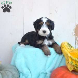 Lacy, Mini Bernedoodle Puppy