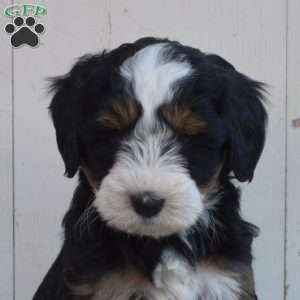 Lacy, Mini Bernedoodle Puppy